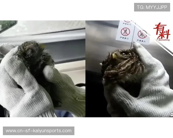 Gnar怒气一满拍墙，三人撞晕直接结束